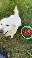 Morocco Cobalt, a male English Cream Golden Retriever for sale in Sullivan, IL – 1 of 7