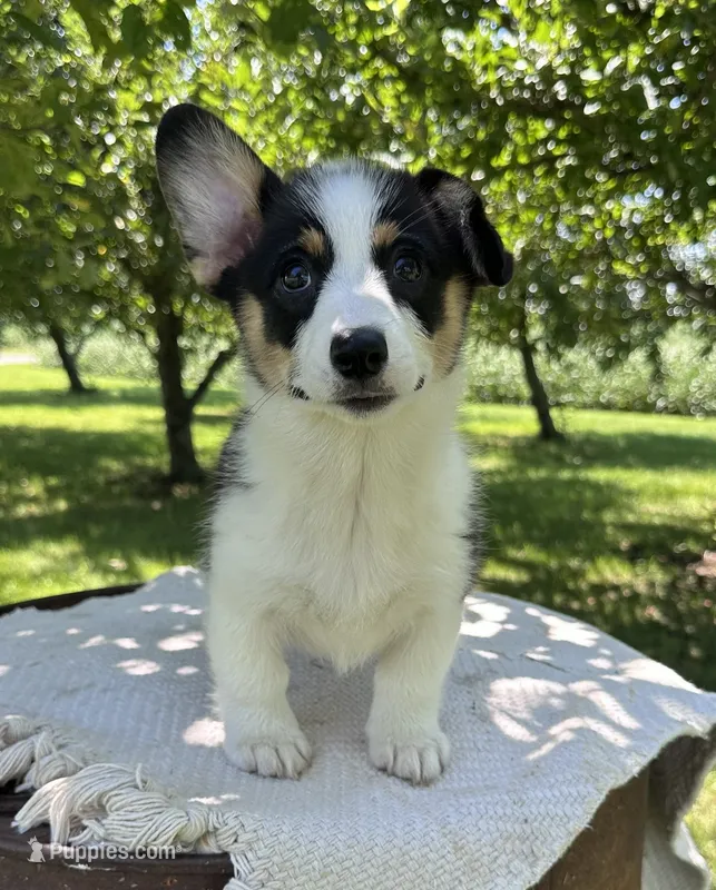 Pumpkin – Pembroke Welsh Corgi puppy for sale in Sullivan, IL