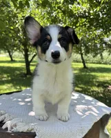 Pumpkin, a female Pembroke Welsh Corgi for sale in Sullivan, IL – 1 of 3