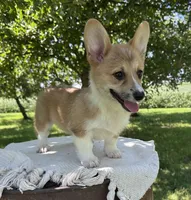 Ali, a female Pembroke Welsh Corgi for sale in Sullivan, IL – 4 of 5