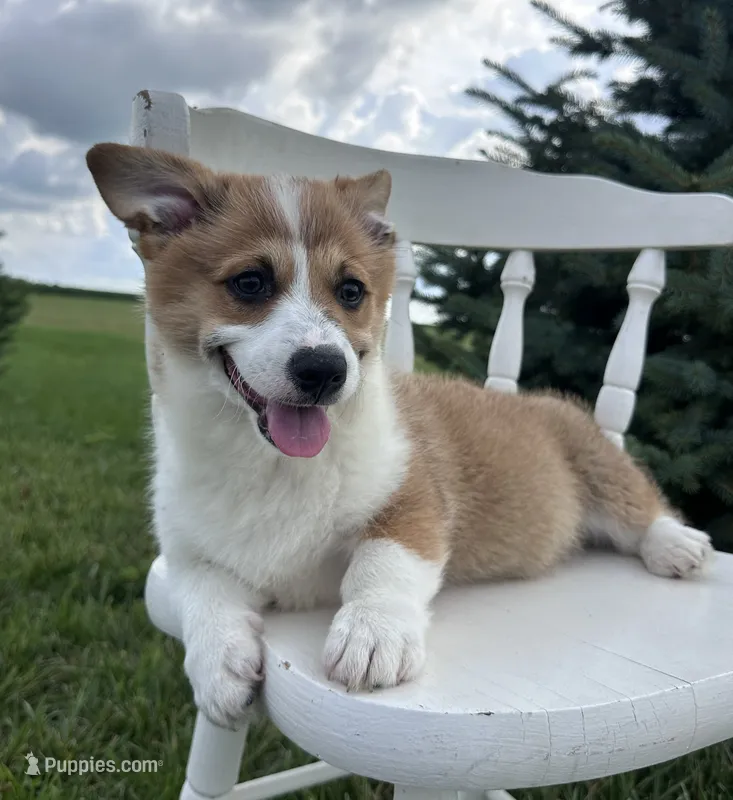 Sandy – Pembroke Welsh Corgi puppy for sale in Sullivan, IL