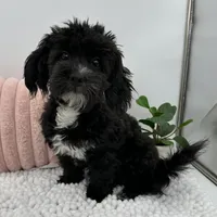Melody, a female Havapoo for sale in Sullivan, IL – 3 of 4