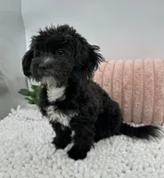 Melody, a female Havapoo for sale in Sullivan, IL – 2 of 4
