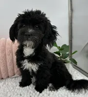 Melody, a female Havapoo for sale in Sullivan, IL – 4 of 4