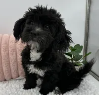 Melody, a female Havapoo for sale in Sullivan, IL – 1 of 4