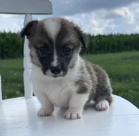 Kya, a female Pembroke Welsh Corgi for sale in Sullivan, IL – 1 of 4