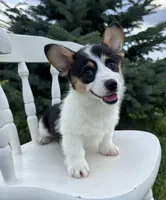 Marina, a female Pembroke Welsh Corgi for sale in Sullivan, IL – 3 of 4