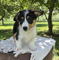 August, a male Pembroke Welsh Corgi for sale in Sullivan, IL – 4 of 5