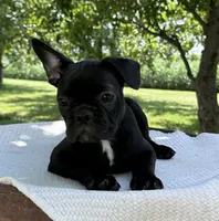 Everest, a male Frenchton for sale in Sullivan, IL – 2 of 4