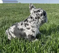 Forrest, a male Frenchton for sale in Sullivan, IL – 6 of 7