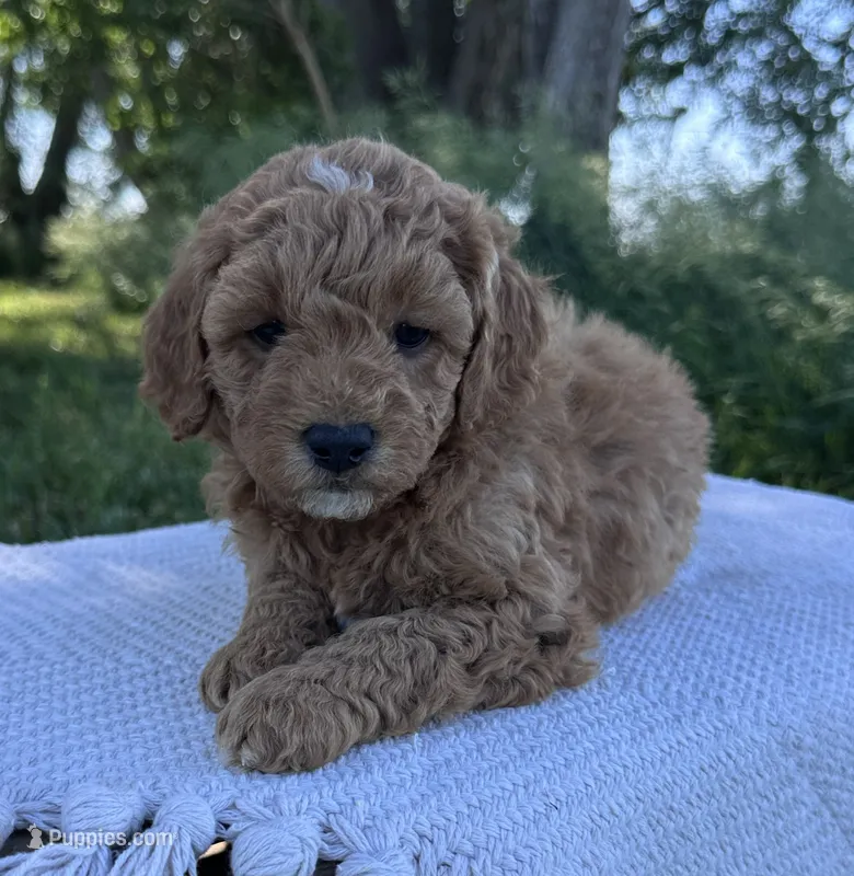 Rome – Miniature Goldendoodle puppy for sale in Sullivan, IL
