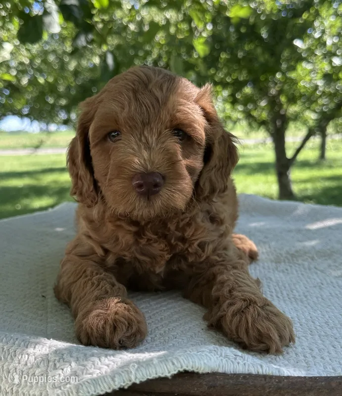 Scottie – Miniature Goldendoodle puppy for sale in Sullivan, IL