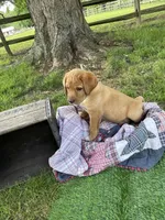 Black Batman, a male Labrador Retriever for sale in Normalville, PA – 1 of 10