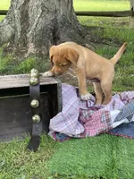 Black Batman, a male Labrador Retriever for sale in Normalville, PA – 4 of 10