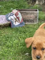 Dark green Forest, a male Labrador Retriever for sale in Normalville, PA – 8 of 10