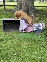 Miss Pink, a female Labrador Retriever for sale in Normalville, PA – 9 of 10