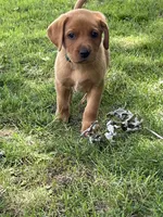 Dark green Forest, a male Labrador Retriever for sale in Normalville, PA – 7 of 10
