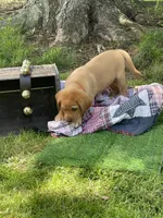 Big Red, a male Labrador Retriever for sale in Normalville, PA – 9 of 10