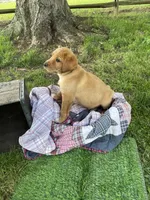 Black Batman, a male Labrador Retriever for sale in Normalville, PA – 5 of 10