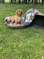 Miss Pink, a female Labrador Retriever for sale in Normalville, PA – 2 of 10
