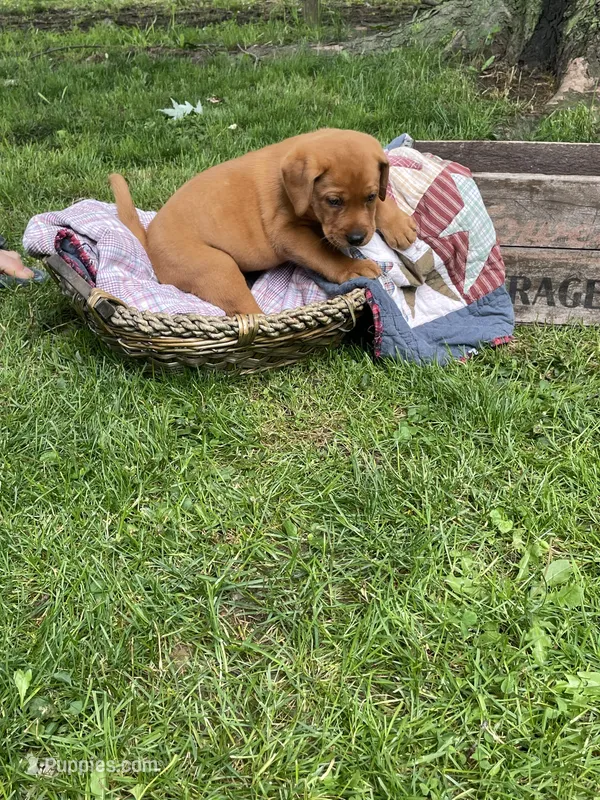 Light blue Scooby  – Labrador Retriever puppy for sale in Normalville, PA