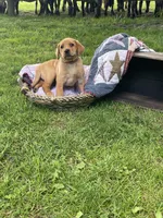 Miss Pink, a female Labrador Retriever for sale in Normalville, PA – 1 of 10