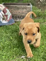 Dark Blue Nicolas, a male Labrador Retriever for sale in Normalville, PA – 3 of 7