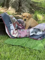 Light green Yodi, a male Labrador Retriever for sale in Normalville, PA – 5 of 10