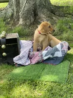 Big Red, a male Labrador Retriever for sale in Normalville, PA – 6 of 10