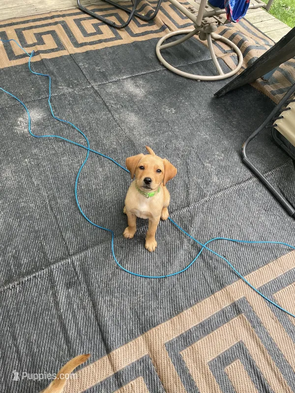 Light green Yodi – Labrador Retriever puppy for sale in Normalville, PA