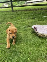 Light blue Scooby , a male Labrador Retriever for sale in Normalville, PA – 8 of 10