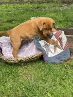 Light blue Scooby , a male Labrador Retriever for sale in Normalville, PA – 6 of 10