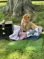 Big Red, a male Labrador Retriever for sale in Normalville, PA – 7 of 10