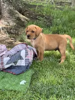 Dark Blue Nicolas, a male Labrador Retriever for sale in Normalville, PA – 2 of 7