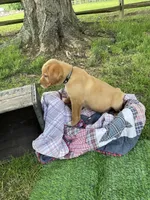 Black Batman, a male Labrador Retriever for sale in Normalville, PA – 9 of 10