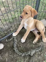 Black Batman, a male Labrador Retriever for sale in Normalville, PA – 7 of 10