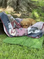 Light green Yodi, a male Labrador Retriever for sale in Normalville, PA – 6 of 10