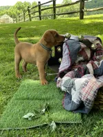 Dark green Forest, a male Labrador Retriever for sale in Normalville, PA – 5 of 10