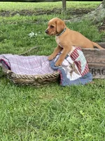 Dark green Forest, a male Labrador Retriever for sale in Normalville, PA – 4 of 10