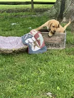 Orange Joe, a male Labrador Retriever for sale in Normalville, PA – 3 of 10