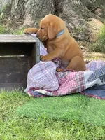 Light blue Scooby , a male Labrador Retriever for sale in Normalville, PA – 4 of 10