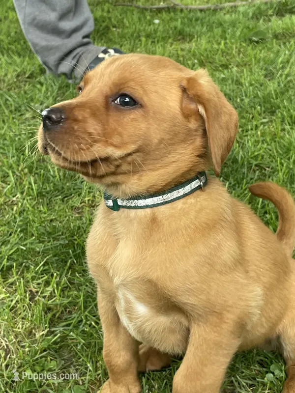 Dark green Forest – Labrador Retriever puppy for sale in Normalville, PA