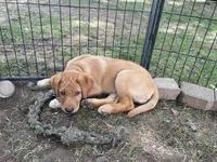 Black Batman, a male Labrador Retriever for sale in Normalville, PA – 9 of 10