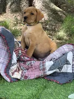 Dark Blue Nicolas, a male Labrador Retriever for sale in Normalville, PA – 4 of 7