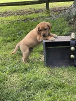 Big Red, a male Labrador Retriever for sale in Normalville, PA – 2 of 10