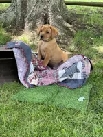 Dark Blue Nicolas, a male Labrador Retriever for sale in Normalville, PA – 6 of 7