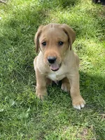 Orange Joe, a male Labrador Retriever for sale in Normalville, PA – 8 of 10