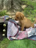 Dark green Forest, a male Labrador Retriever for sale in Normalville, PA – 6 of 10