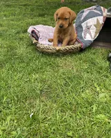 Light blue Scooby , a male Labrador Retriever for sale in Normalville, PA – 7 of 10