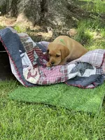 Light green Yodi, a male Labrador Retriever for sale in Normalville, PA – 7 of 10